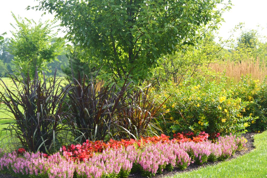 Annual flowers and bed edging