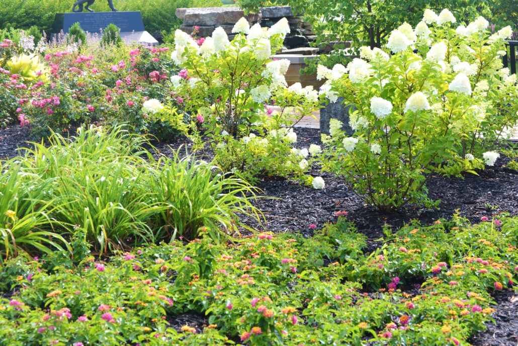 Annual flowers
