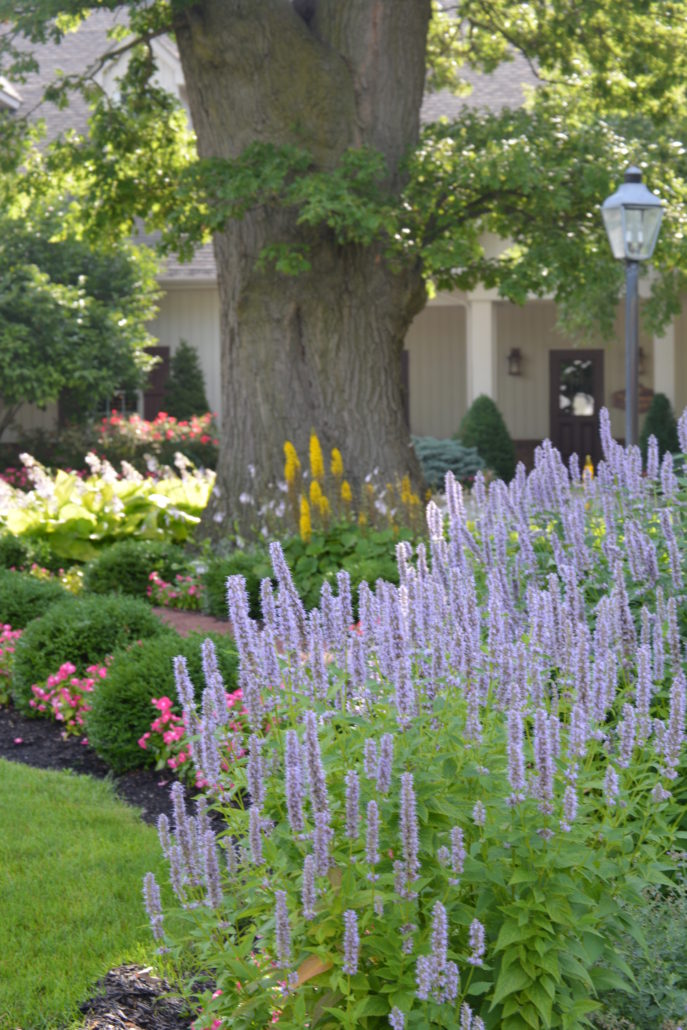 Annual flowers and pro bed edging